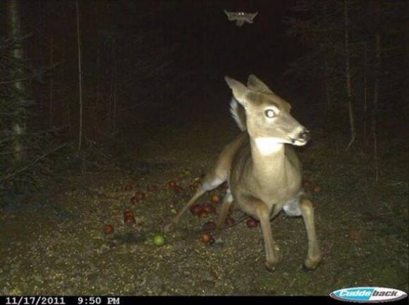 Just a deer running from a flying squirrel.
