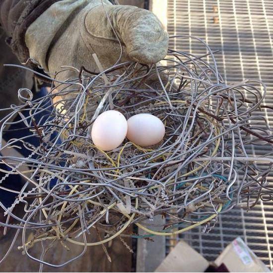 A friend of mine found the least comfortable nest at work today. These birds must be Megadeth fans.