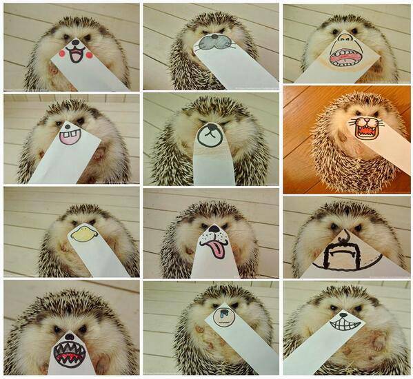 Hedgie faces