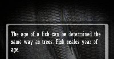 Some Interesting Facts About Animals...