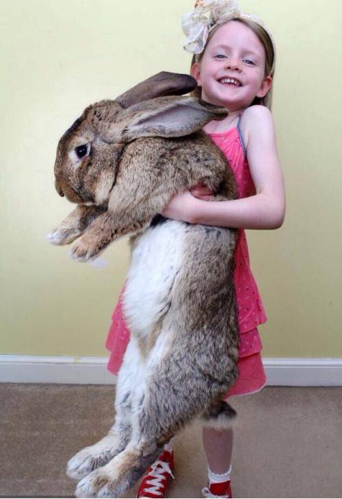 Darius the 50 pound, 4 foot 4 inches bunny rabbit from Worcester, England that is now officially the world’s biggest!