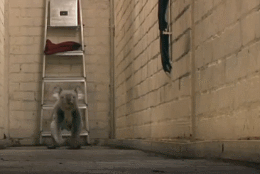 To those who have never seen a koala running..