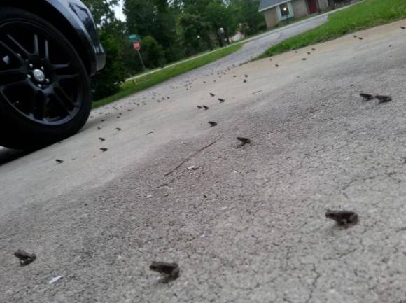After a lot of rain here in FL these baby frogs appeared. They eerily all faced the same direction.