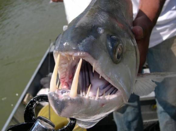 The payara fish, nope.