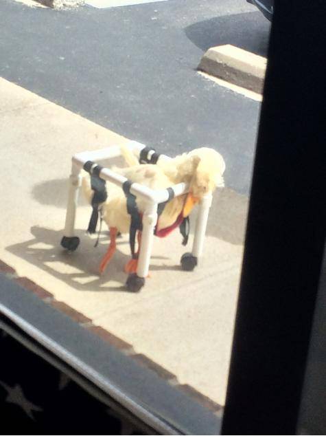 A woman outside my work had a handicapped duck that she has been taking care of for 8 years