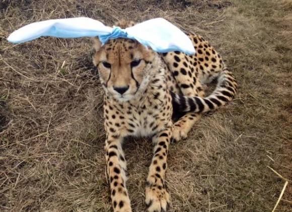 My uncle is one of the few people in Canada to privately own cheetahs. He tried to give one some Easter spirit. She doesn’t look impressed.