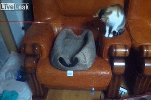 Cat fishing