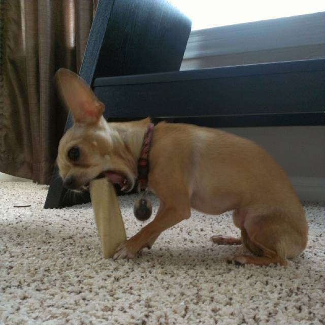 My husband thinks it's funny to buy dog treats disproportionate to the size of our dog.
