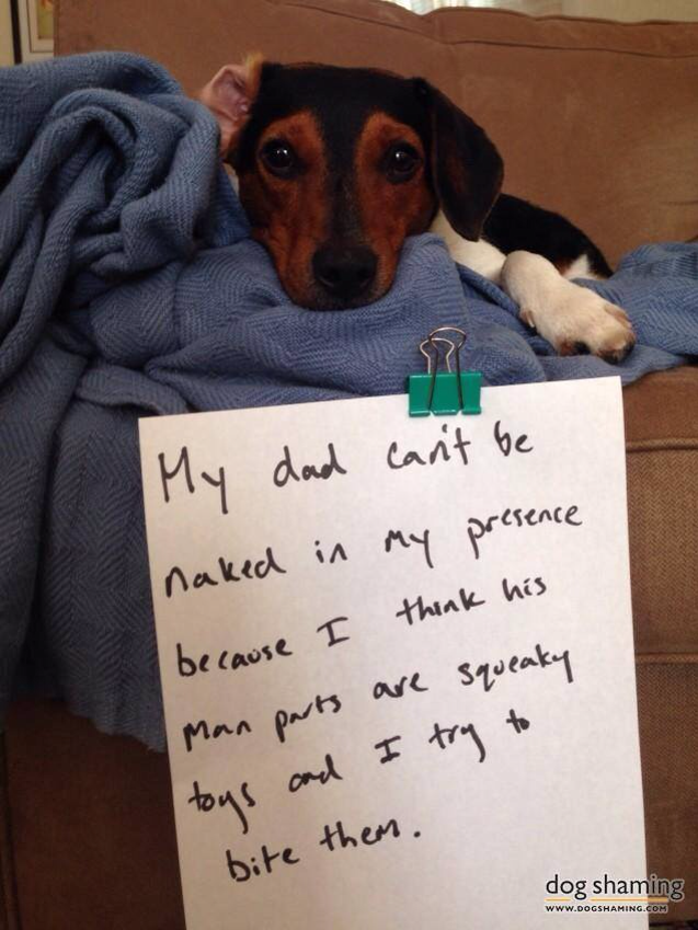 Would not want to be this pet owner.