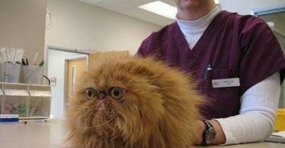 These Cats Are Having The Worst Time At The Vet