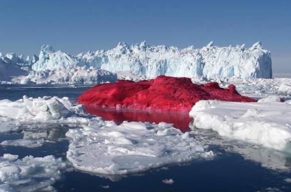 A wild slushie in its native habitat.