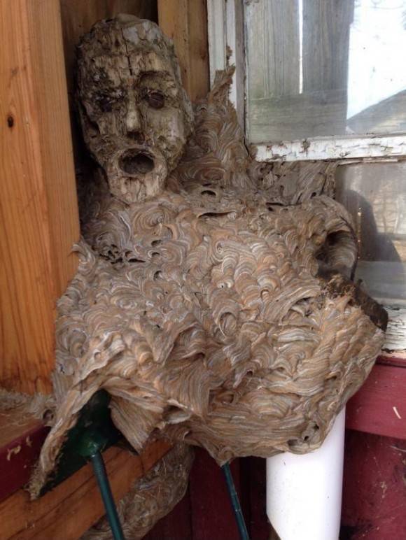 An abandoned hornet’s nest my dad found in his shed that he hadn’t been in for a couple years. The head is apart of a wooden statue it fused with.