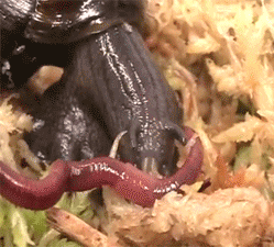 So am I the only one who didn’t know that snails eat worms?