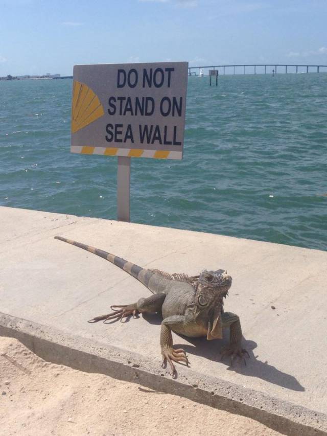 Iguana don't give a f*ck