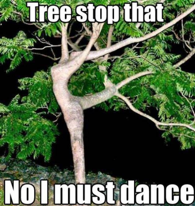 Follow your dreams, tree