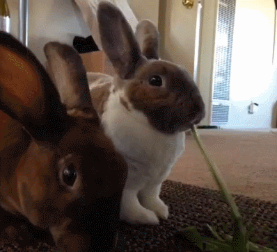 Two bunnies, one leaf
