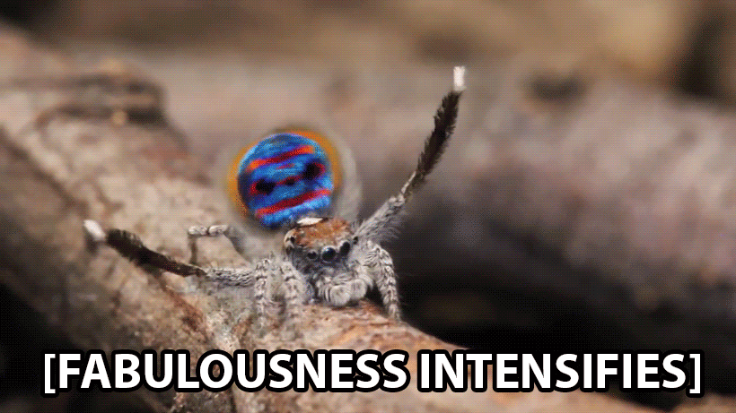 Fabulousness Intensifies