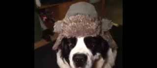 He is a human trapped in a saint bernards body... I swear.