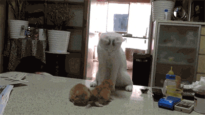 Mother cat gives her kittens lessons on fighting