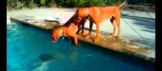 Dog freaks out when owner dives under the pool.