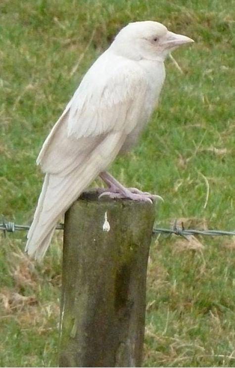 Albino crow