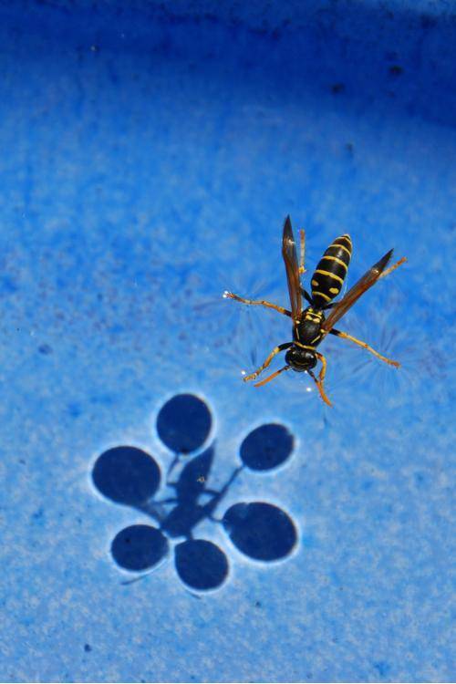 Surface tension.