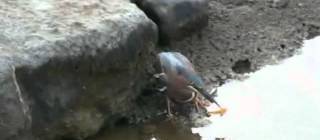 this heron is using bread as bait to catch fish