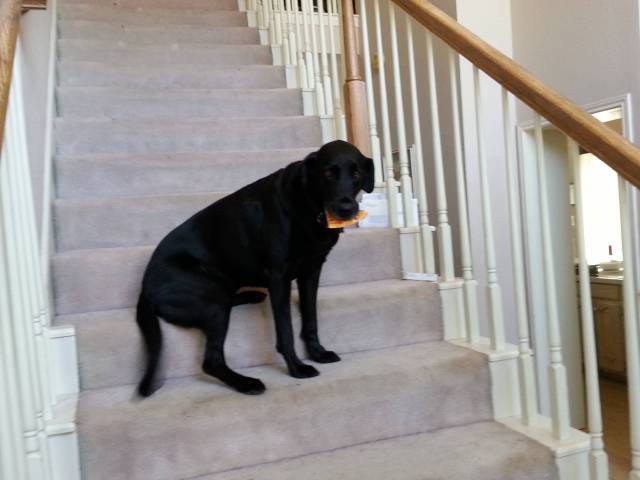 I gave my dog (Molly) a small piece of pizza close to 10 minutes ago and she has been walking around the house since unsure what to do with it