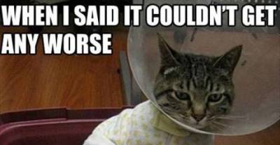 Silly Animals In Onesies That Will Leave You In Awe