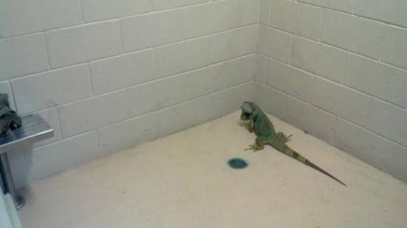 My iguana ran away out the back door. The police dept found him. I had to pick up my iguana from jail.