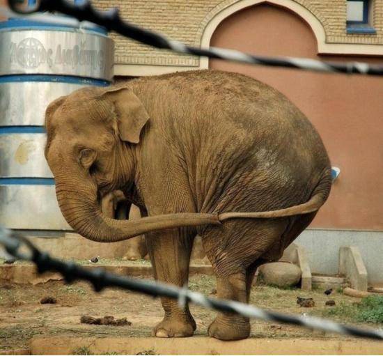 An elephant trying not to feel lonely.
