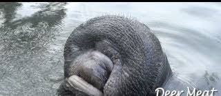 Manatee drinking water from a hose. So that’s what it’s mouth looks like.