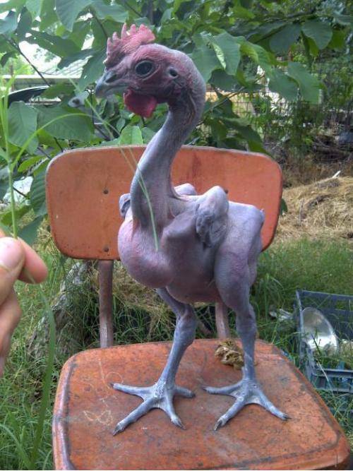This is what a live rooster with no feathers looks like.
