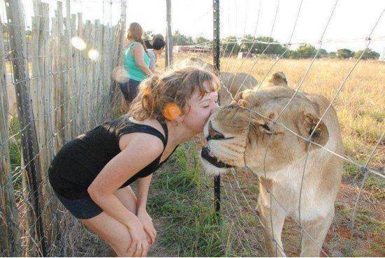 Giving a tiger a kiss