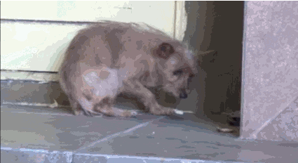 Never before have I seen a dog so dejected