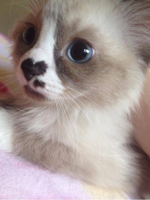 My new kitten!