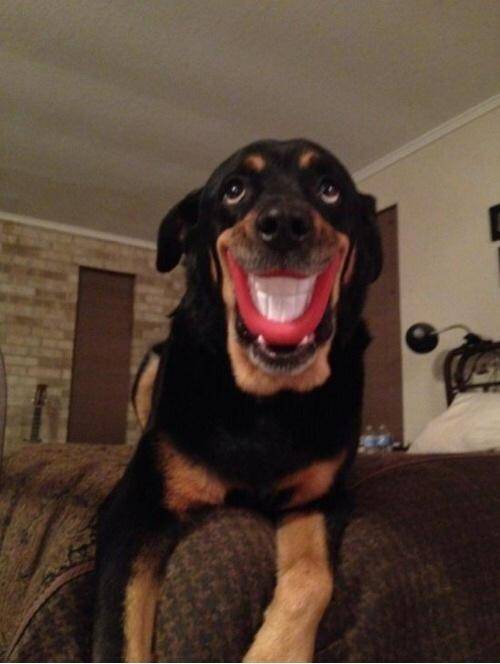 Best dog toy ever.