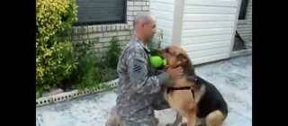 German Shepherd Fetches Ball, Returns to Find His Soldier Home from Deployment