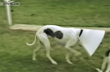 We could learn a lot from this dog