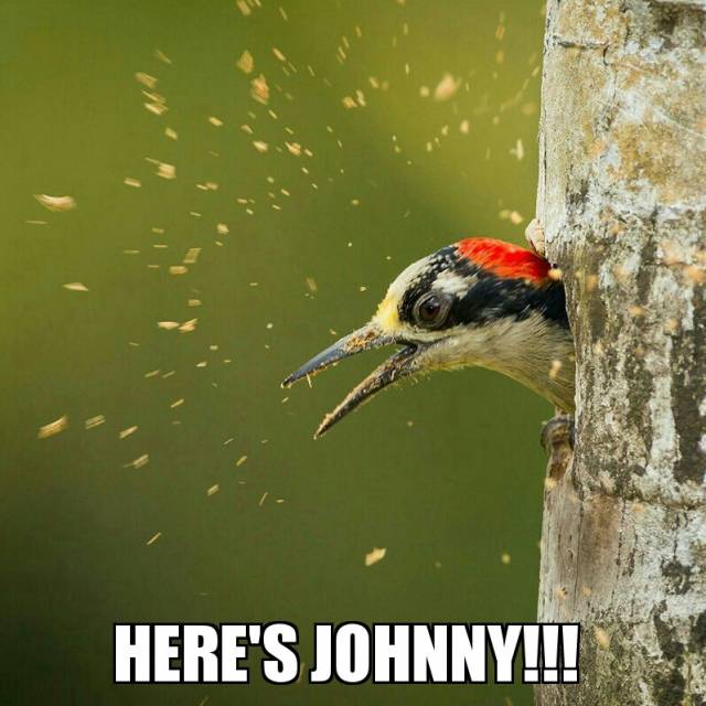 here's Johnny!!!