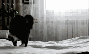 cat's invisible enemy.