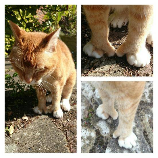 A cat with an opposable thumb. I for one welcome our new cat overlords.