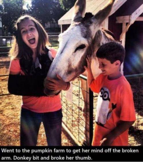 Donkey