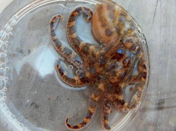 Found a submerged bottle while snorkelling. Inside it was water, sand, and an extremely venomous Octopus. Yes, I live in Australia.