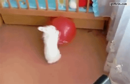 Balloon popping scares rabbit.