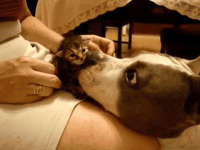 Licking a little kitten...