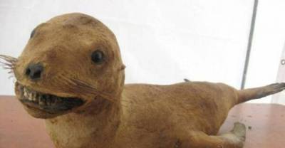 Introducing @CrapTaxidermy, The Creepiest Twitter Account About Animals Ever