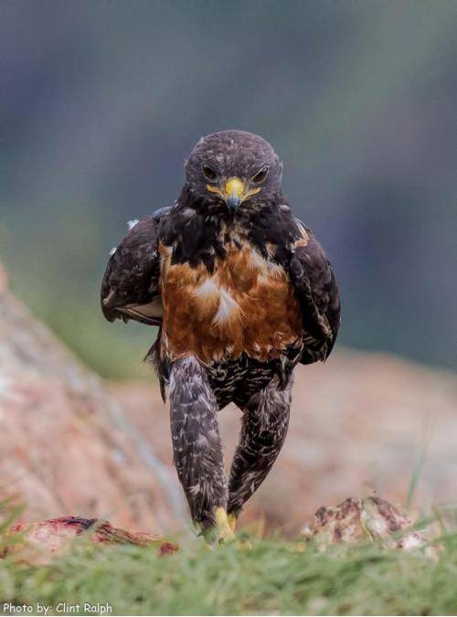 An Eagle taking a stroll