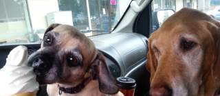 Two dogs, one cone.