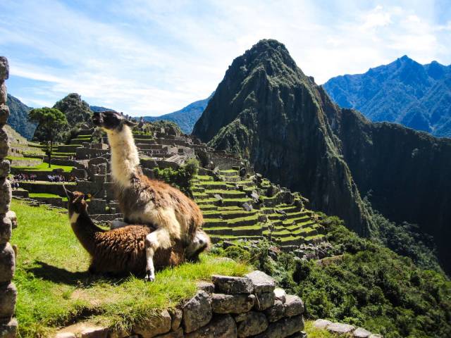 I saw a llama on Machu Pichu too!